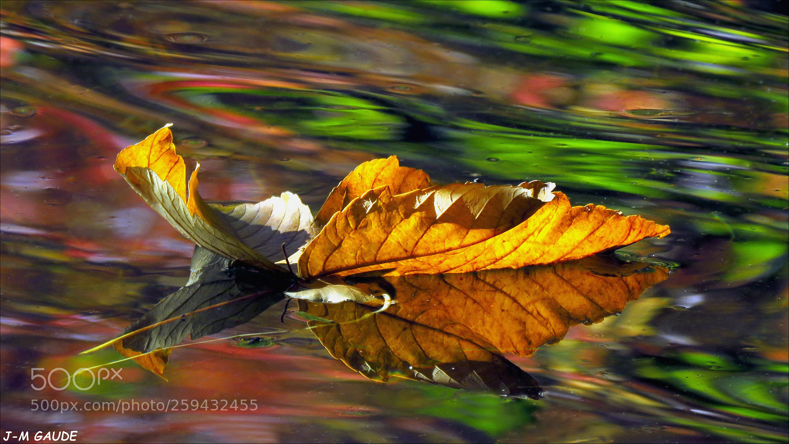 Canon PowerShot SX60 HS sample photo. Feuille d'automne-6185.jpg photography