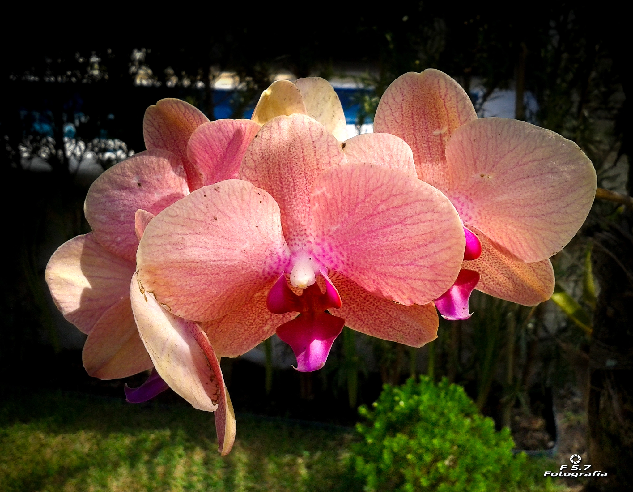 Samsung Galaxy Win sample photo. Orquídea photography