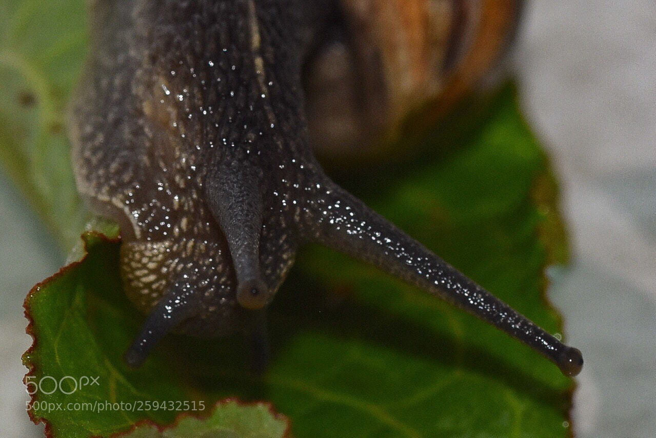 Nikon D7200 sample photo. Fastest snail in north photography