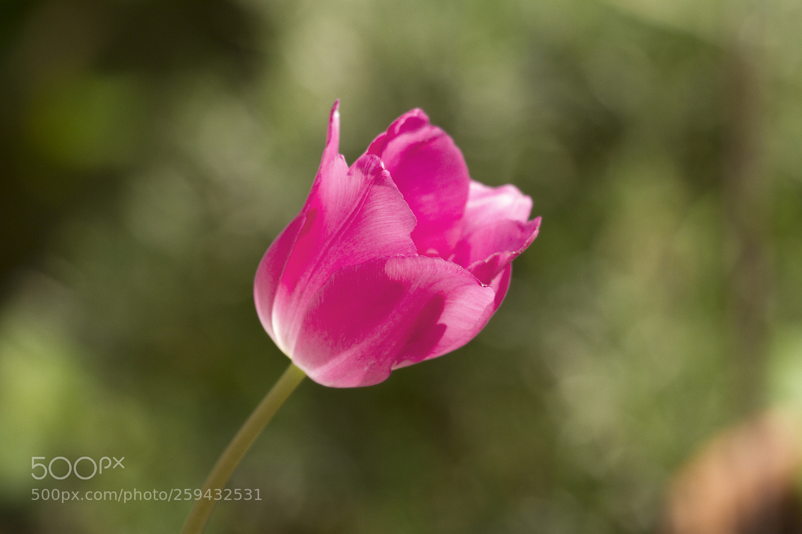 Canon EOS 7D sample photo. Pink tulip photography