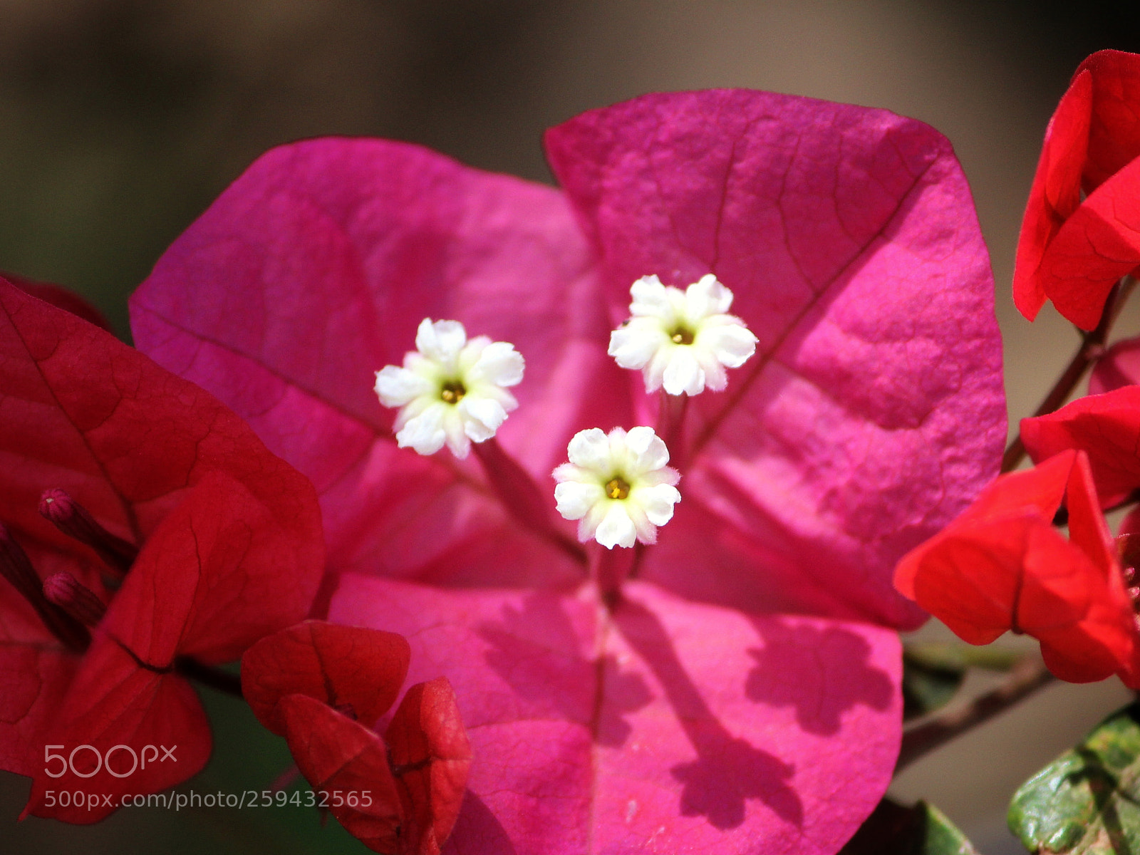 Canon EOS 600D (Rebel EOS T3i / EOS Kiss X5) sample photo. Bougainville photography