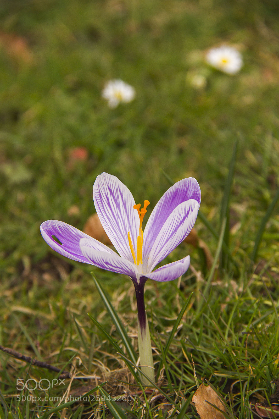 Canon EOS 7D sample photo. Krokus photography