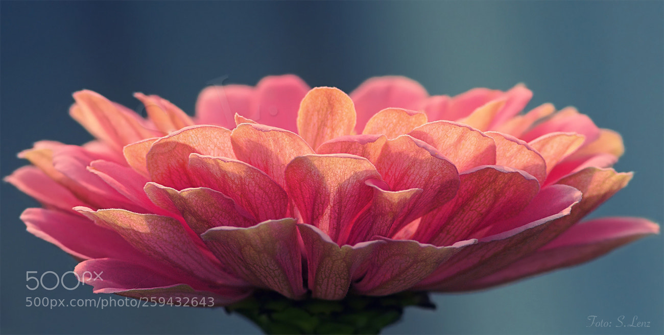 Canon EOS 650D (EOS Rebel T4i / EOS Kiss X6i) sample photo. Every petal is a photography