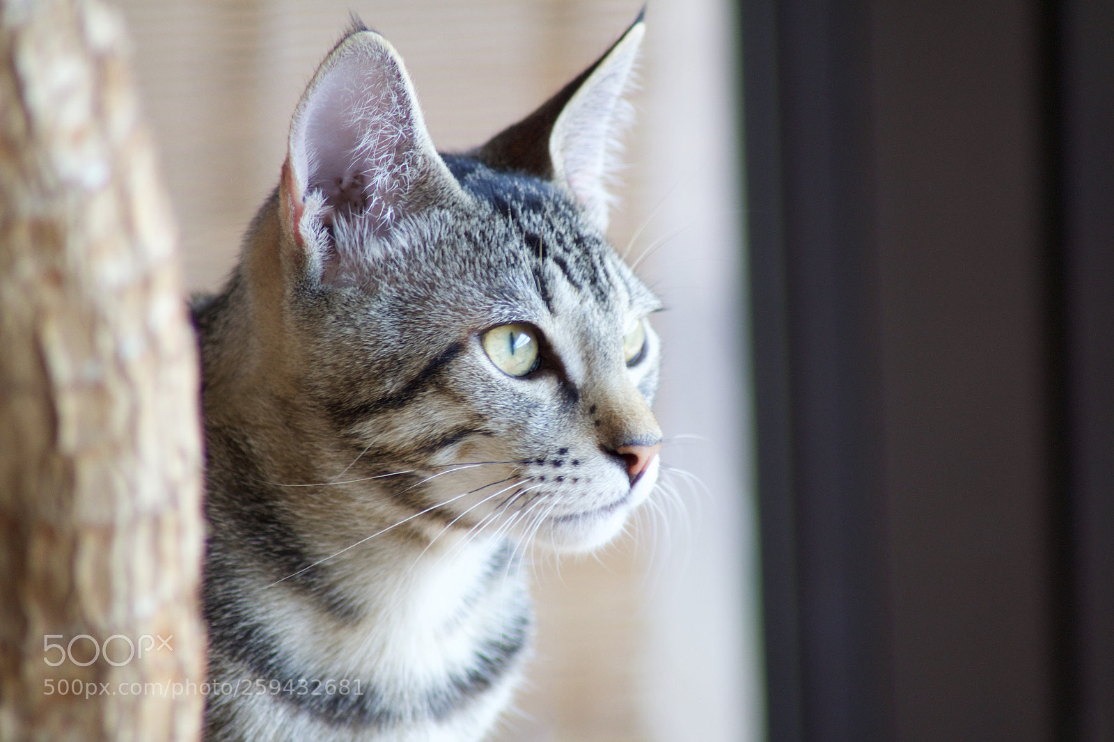 Canon EOS 1200D (EOS Rebel T5 / EOS Kiss X70 / EOS Hi) sample photo. Cat - i'm watching photography