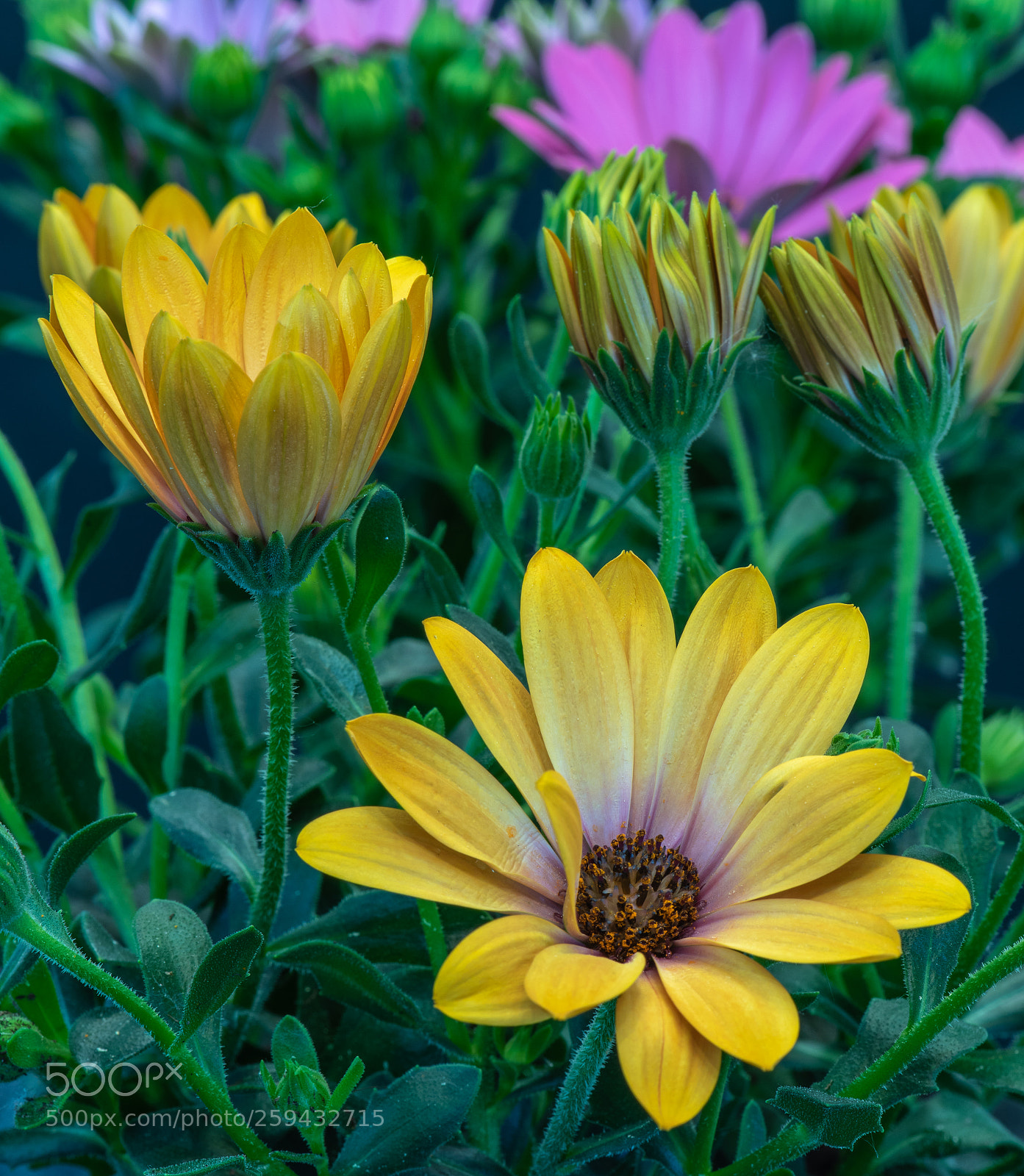 Nikon D810 sample photo. Yellow cape daisy photography