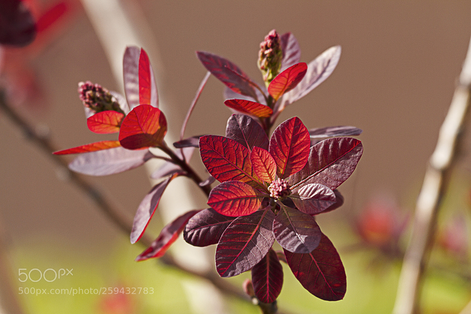Canon EOS 7D sample photo. Red leaves photography