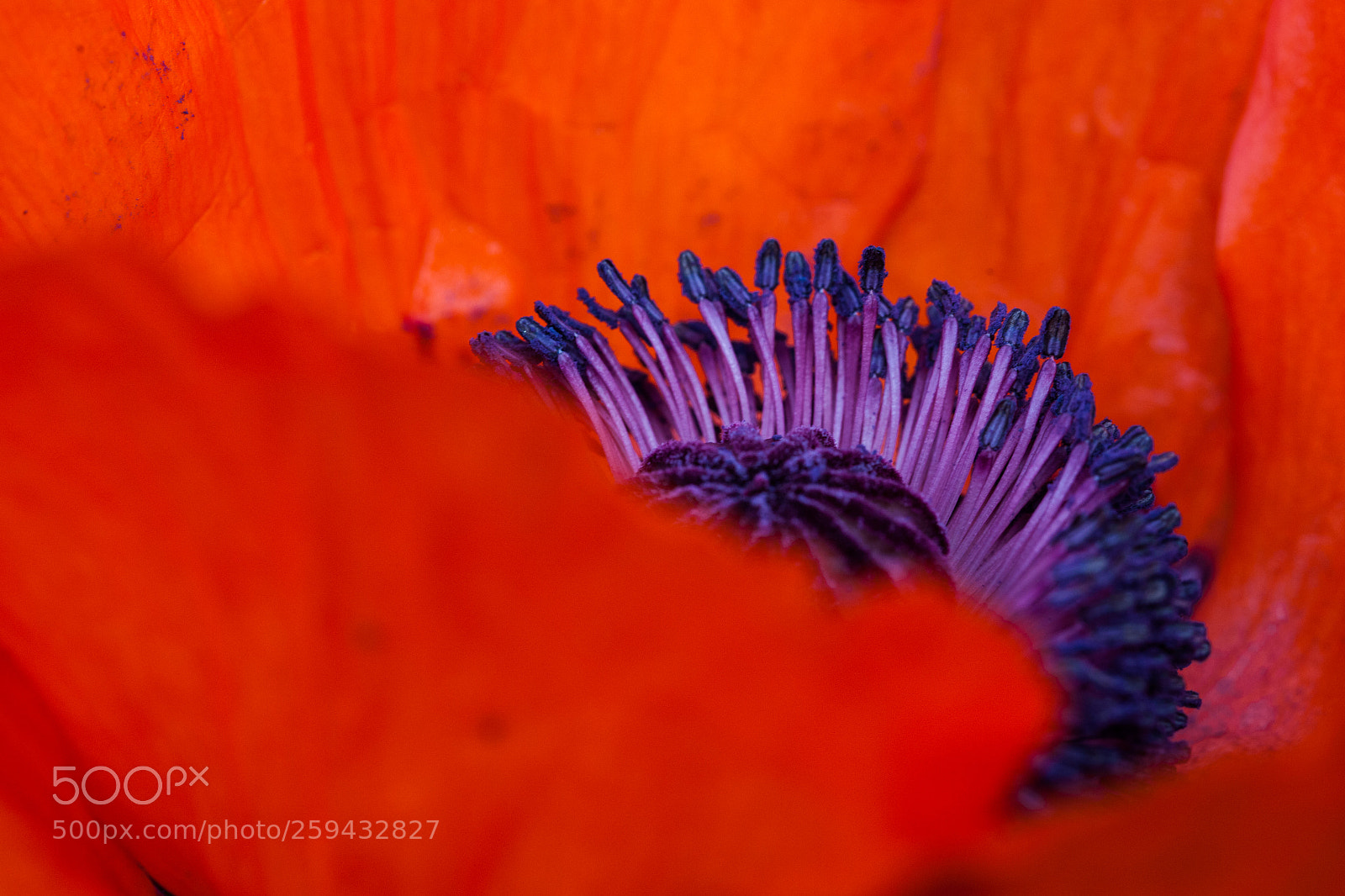 Canon EOS 5D Mark II sample photo. Mohn photography