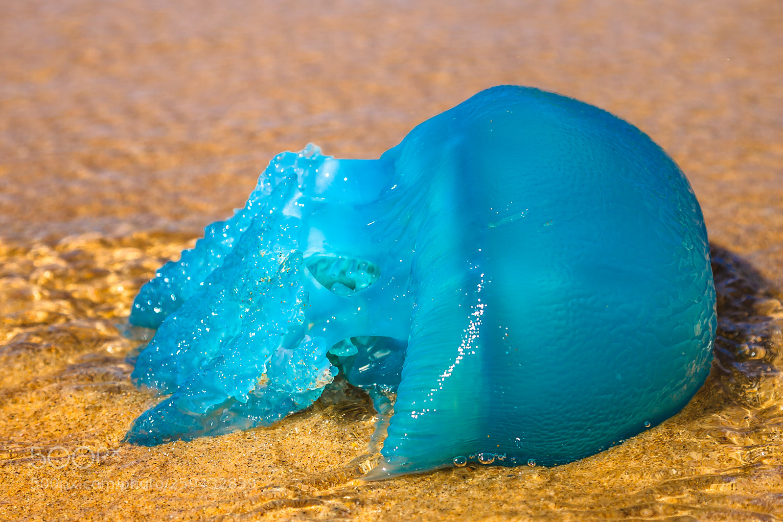 Canon EOS 5D Mark II sample photo. Blue jellyfish velella photography