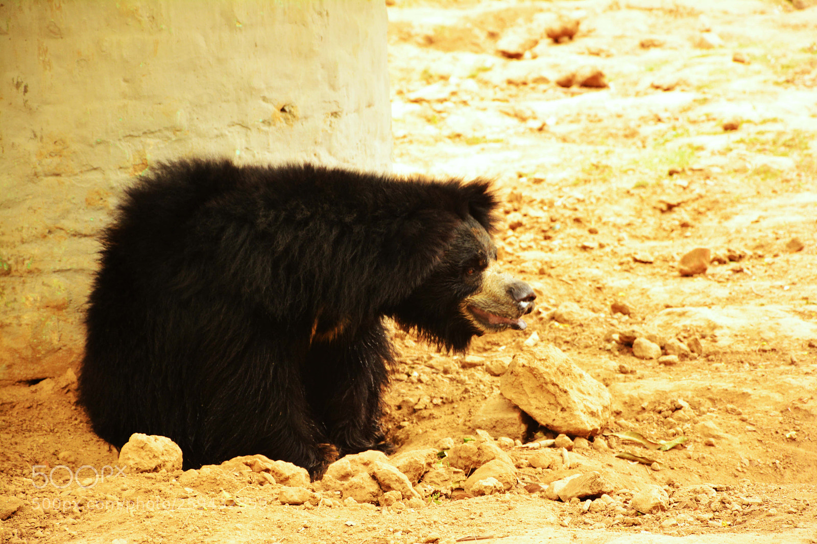 Nikon D7100 sample photo. Bear photography