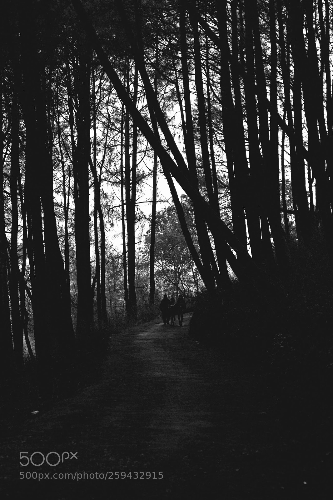 Nikon D7100 sample photo. Walking #1 photography