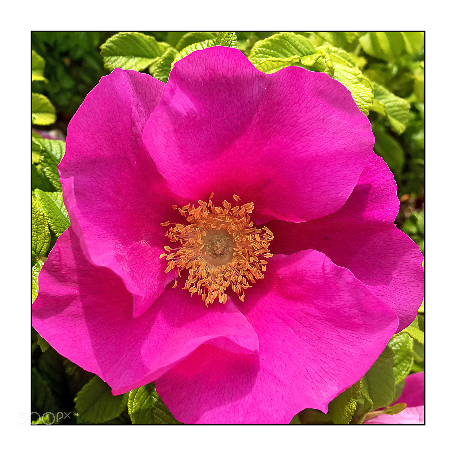Apple iPhone SE sample photo. Rose odorante. photography