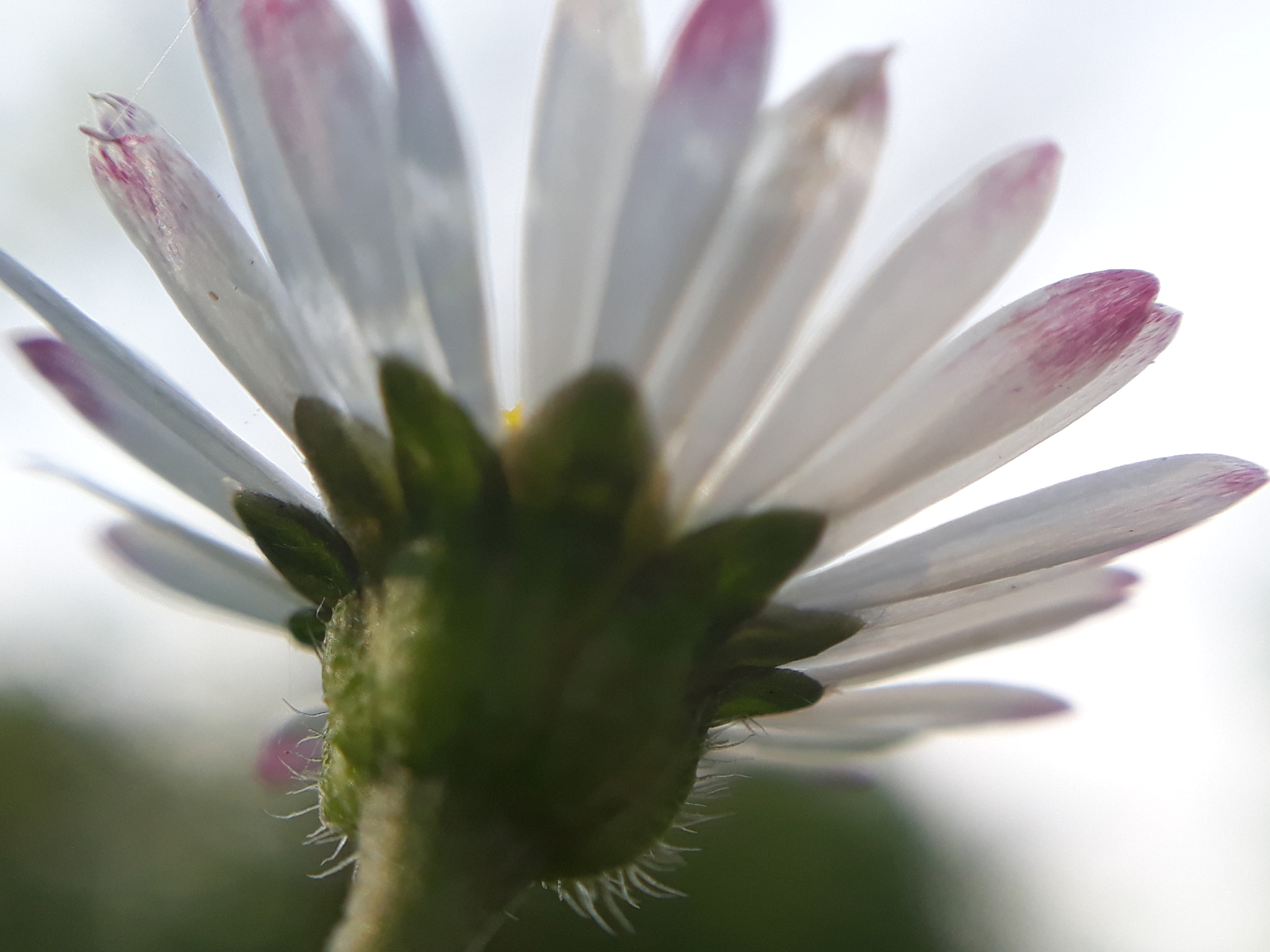 Samsung Galaxy A3(2017) sample photo. Flower photography