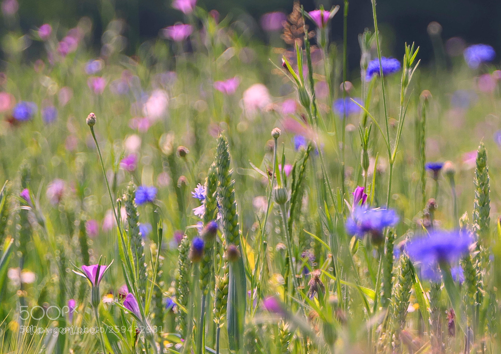 Panasonic Lumix DMC-FZ2500 (Lumix DMC-FZ2000) sample photo. Cornflowers beauty ... photography