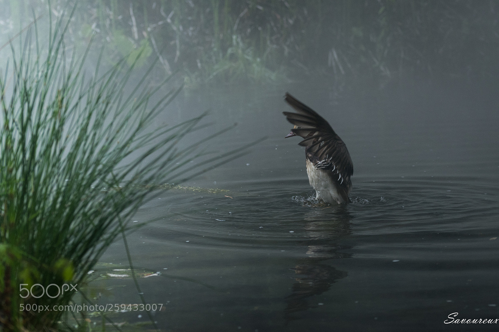 Nikon D5500 sample photo. Canard dans la brume photography