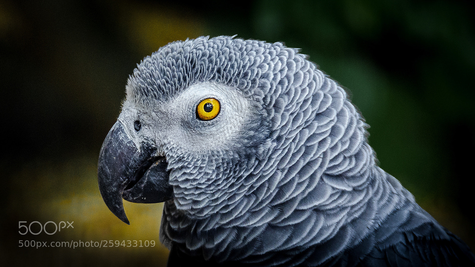 Nikon D5100 sample photo. Grey parrot photography