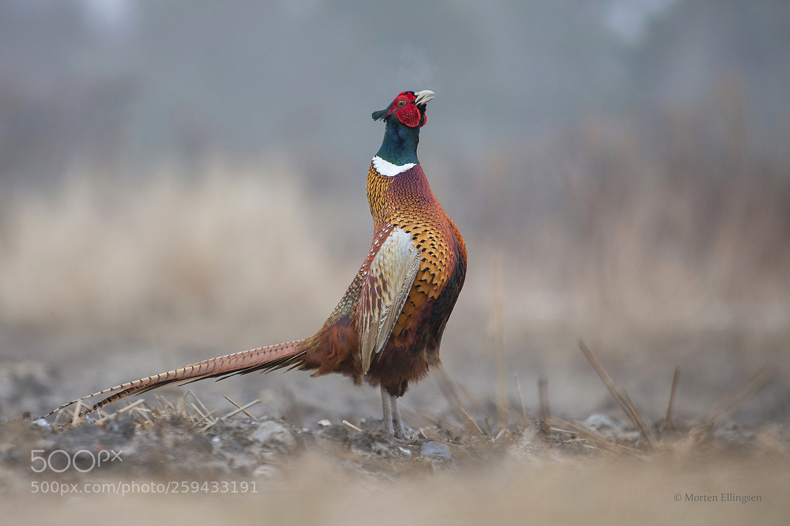 Canon EOS-1D X sample photo. Pheasant photography