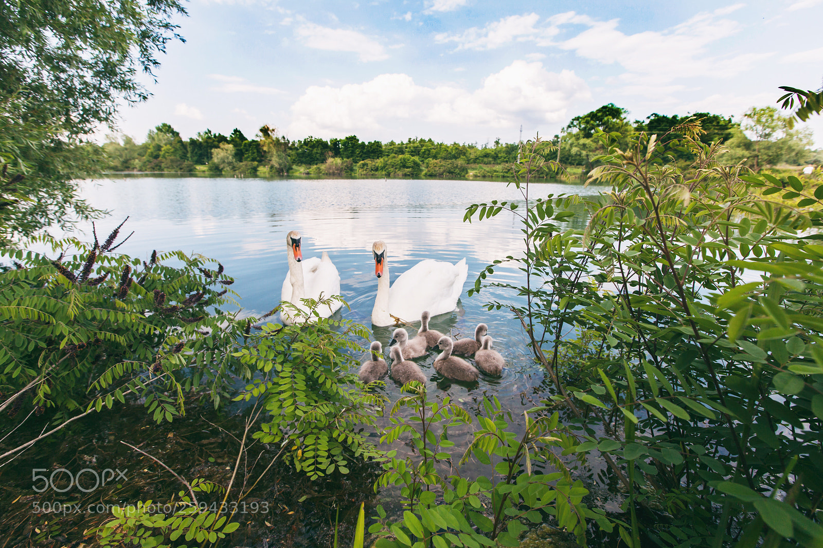 Canon EOS 5D Mark II sample photo. Swan lake photography
