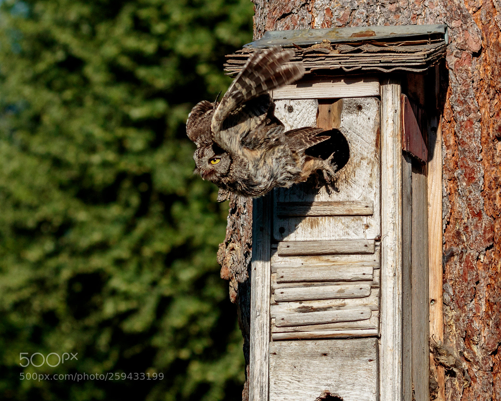 Canon EOS 7D Mark II sample photo. Owl photography