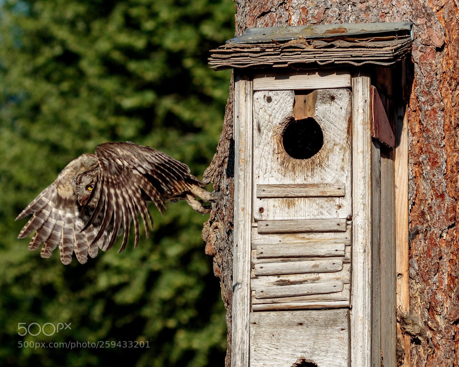 Canon EOS 7D Mark II sample photo. Owl photography