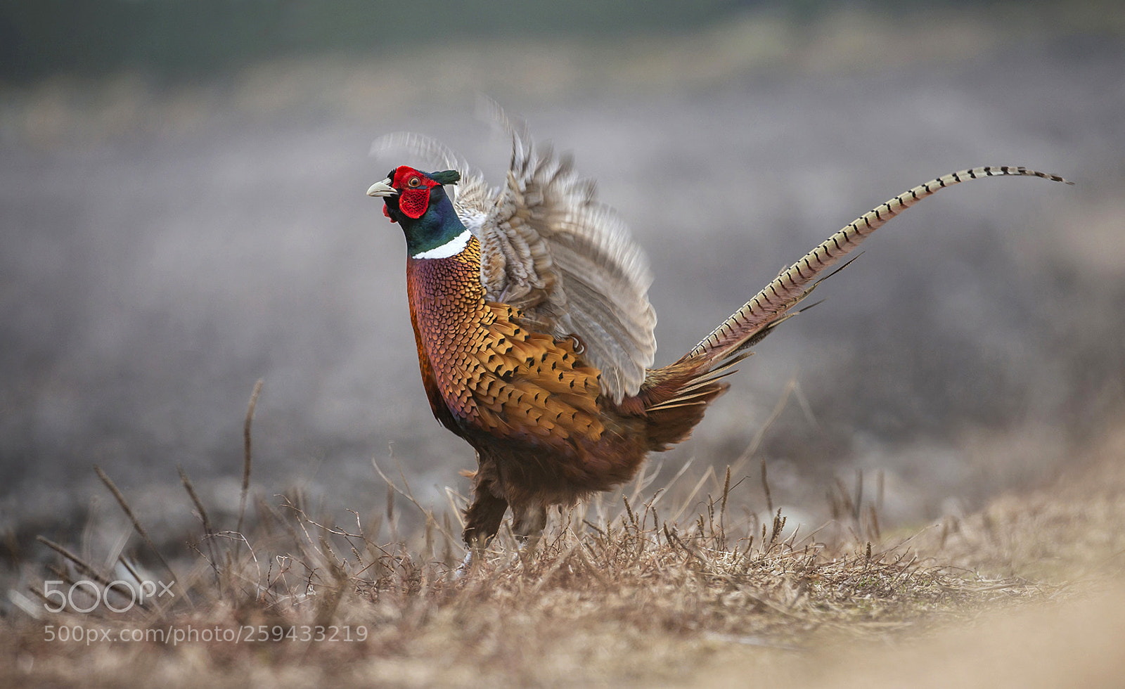 Canon EOS-1D X sample photo. Pheasant photography