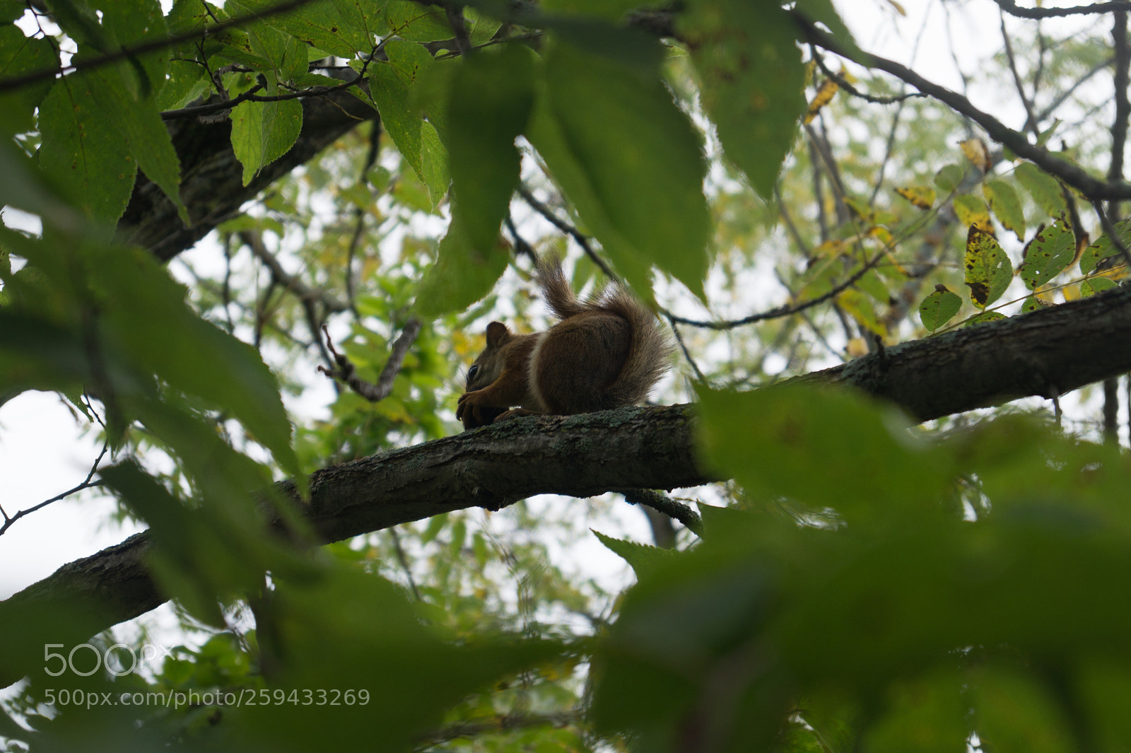 Sony SLT-A58 sample photo. Squirrel tree photography