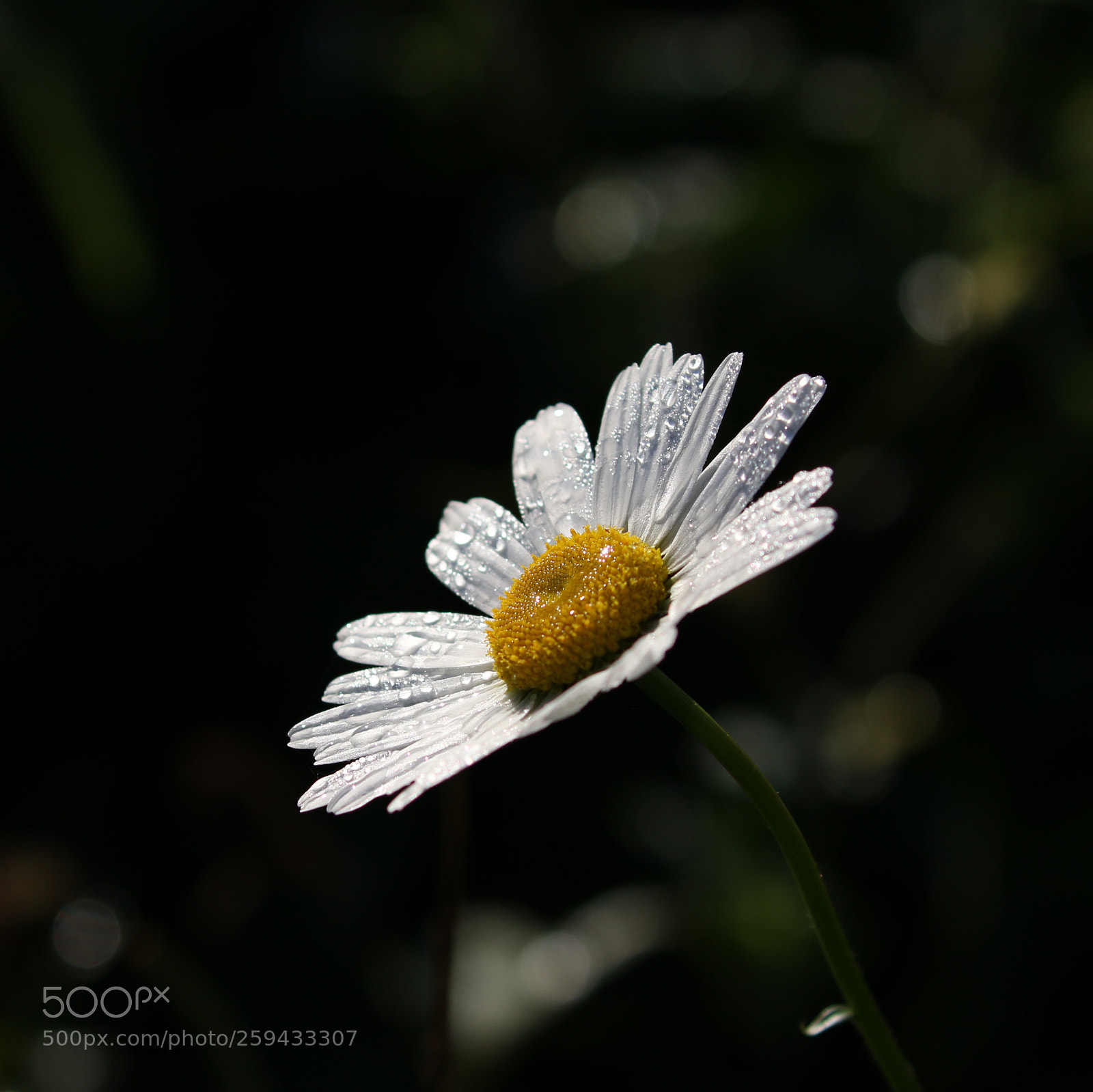 Canon EOS 70D sample photo. Untitled photography