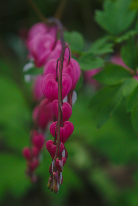 Sony SLT-A65 (SLT-A65V) + Sony DT 16-50mm F2.8 SSM sample photo