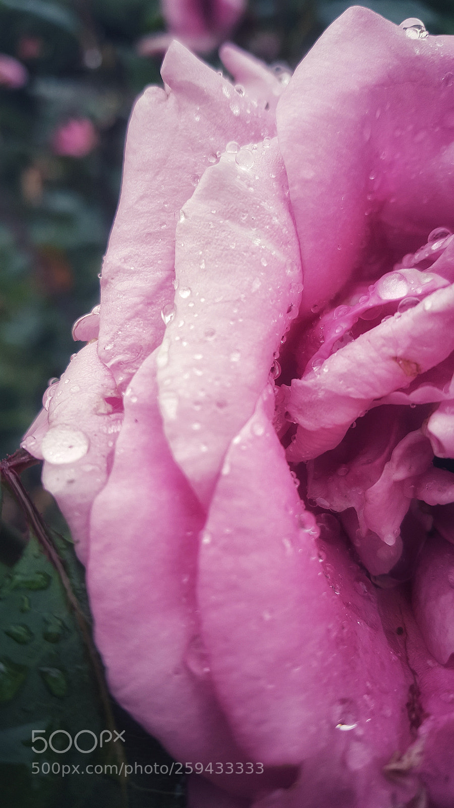 Samsung Galaxy Note5 sample photo. Rose photography