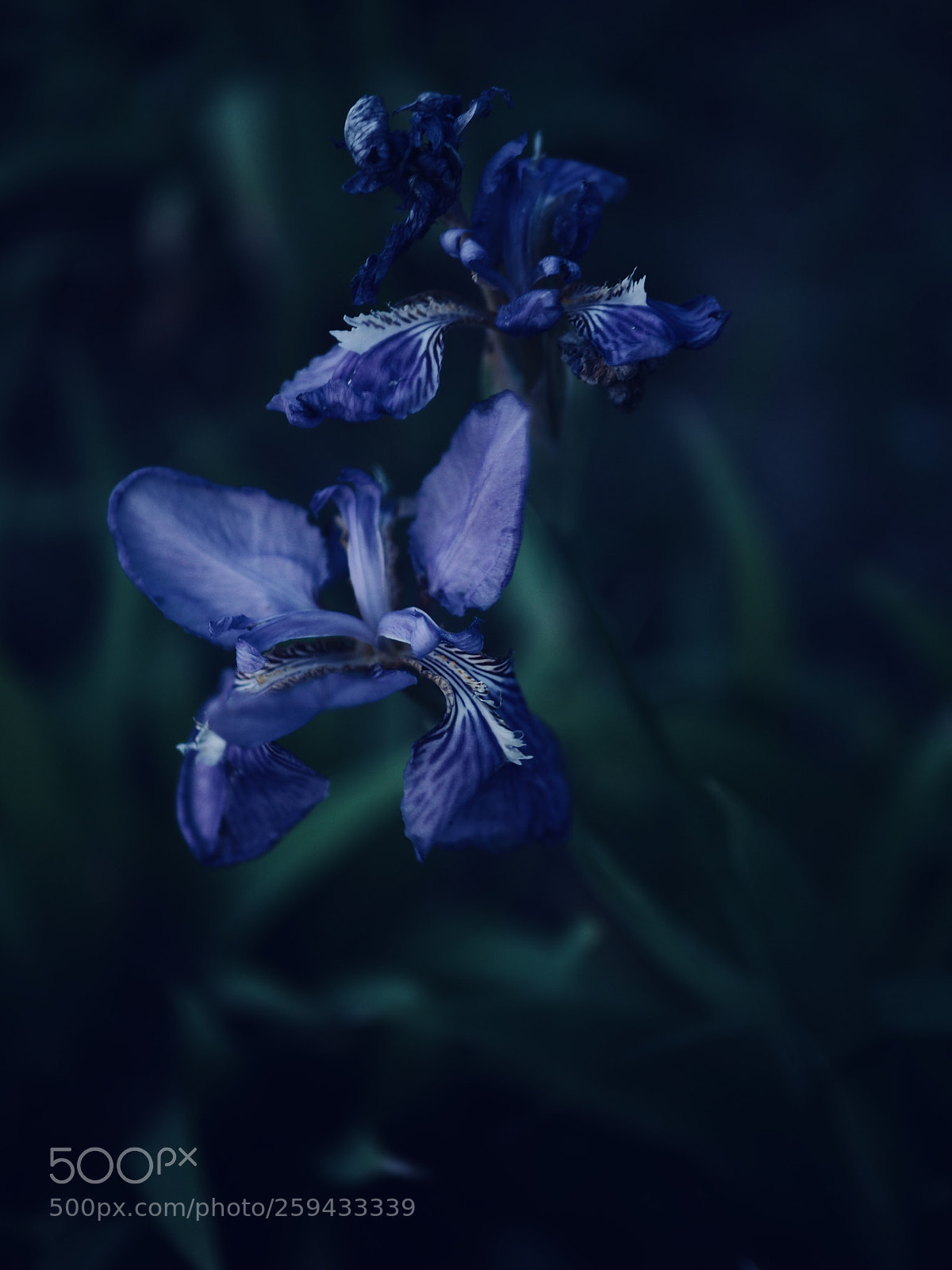 Olympus OM-D E-M10 II sample photo. 忐忑之花 photography
