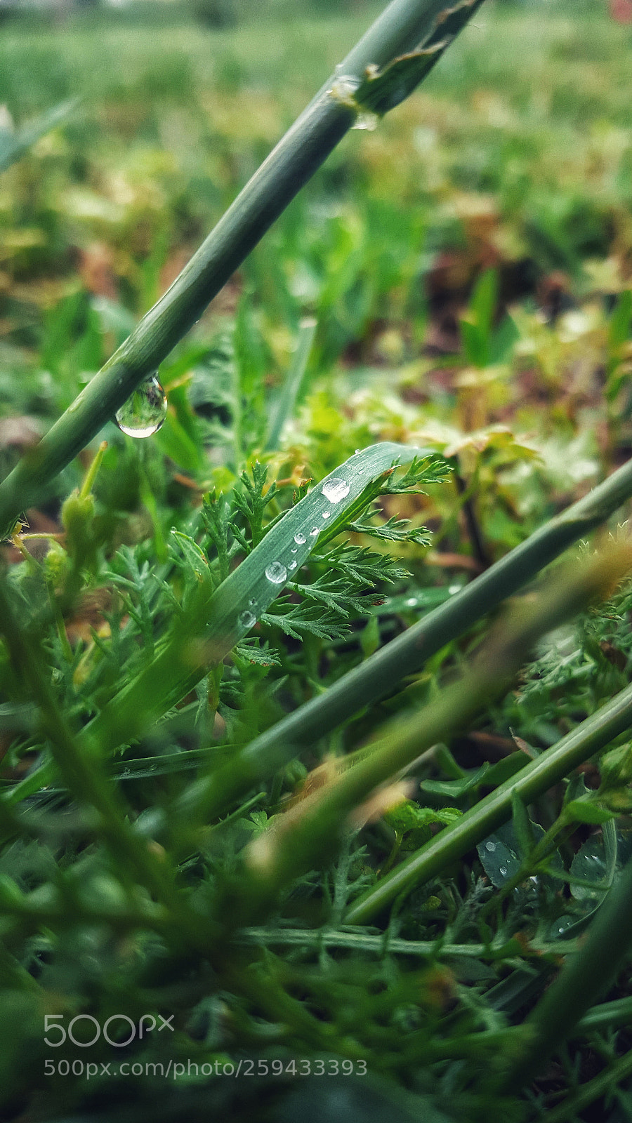 Samsung Galaxy Note5 sample photo. Green world photography