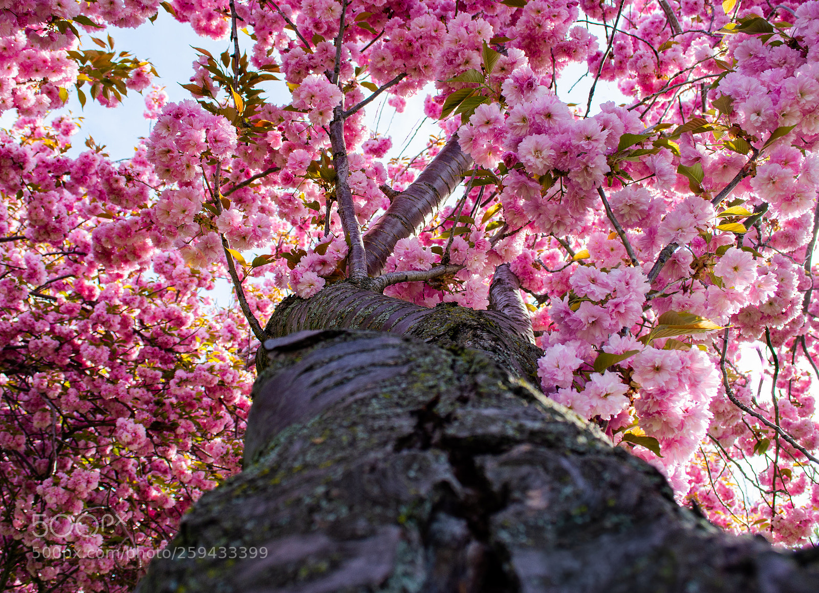 Nikon D5200 sample photo. Untitled_tree_flower_bloom photography