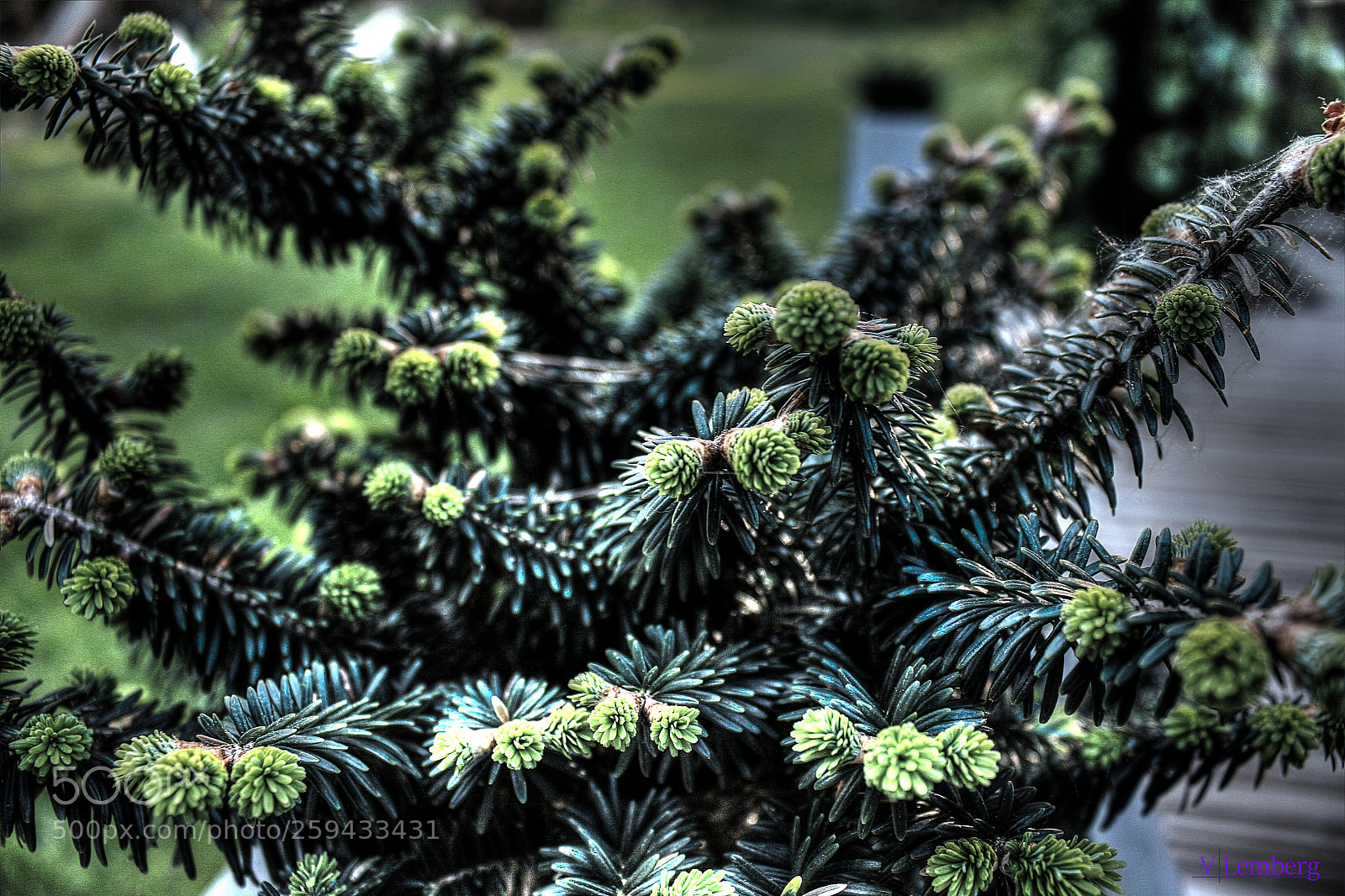 Canon EOS 550D (EOS Rebel T2i / EOS Kiss X4) sample photo. A little fir photography