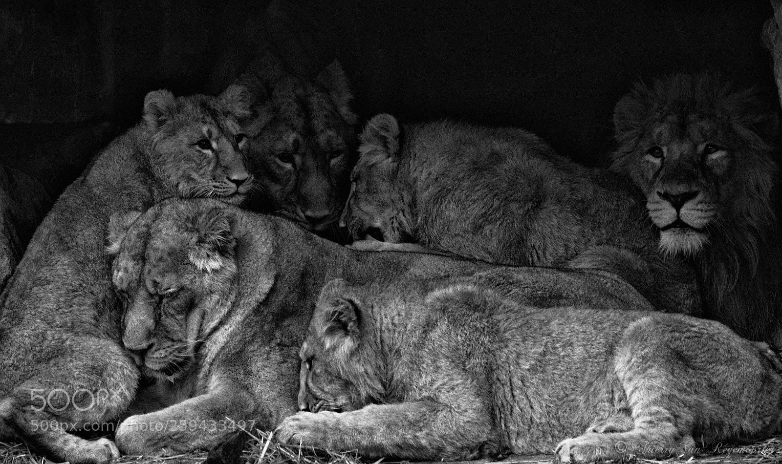 Nikon D7100 sample photo. Familles de lions photography