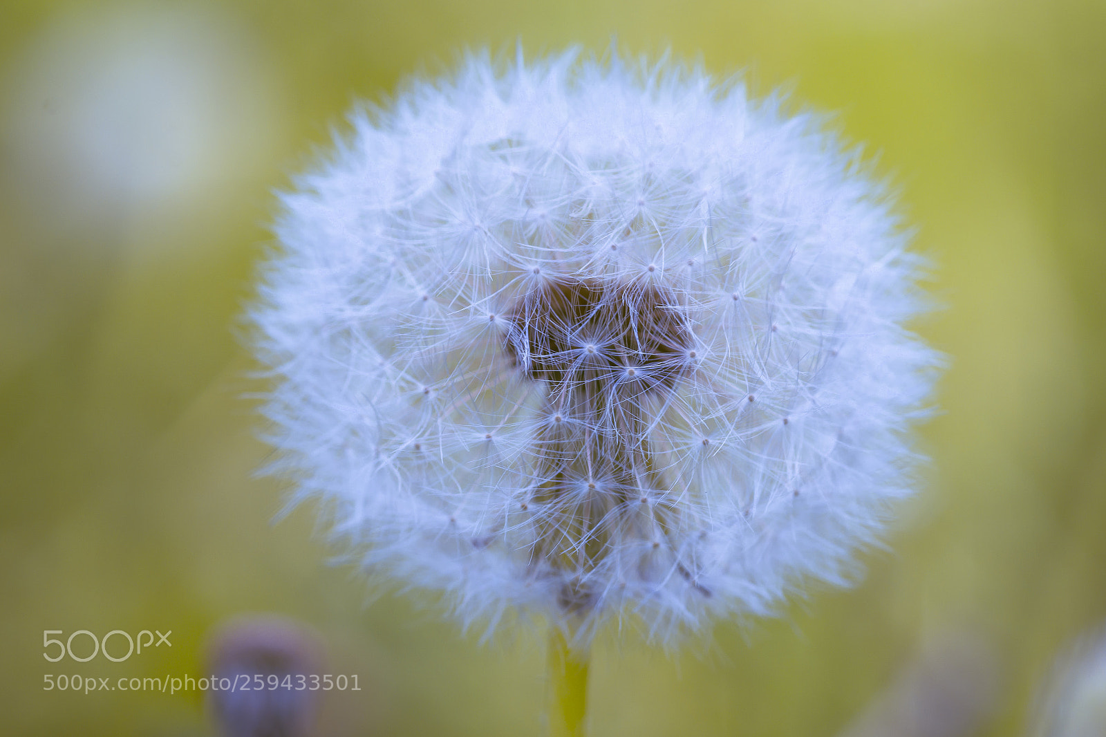 Nikon D7100 sample photo. Common dandelion photography