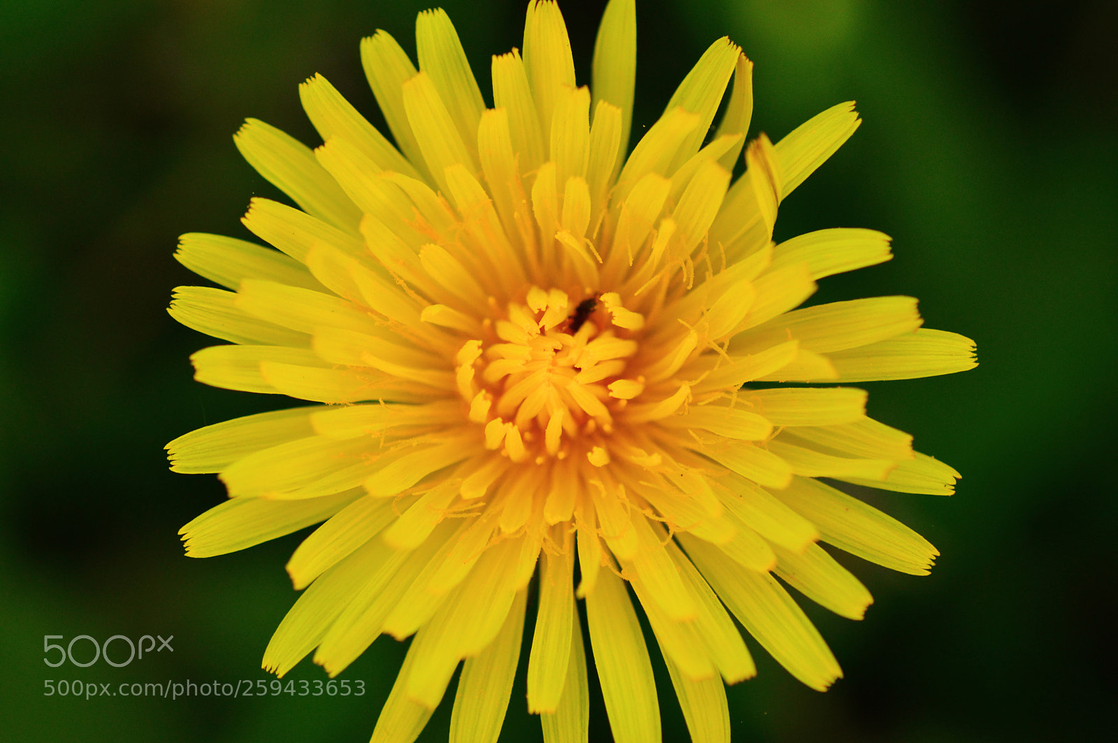Nikon D3200 sample photo. Dandelion photography
