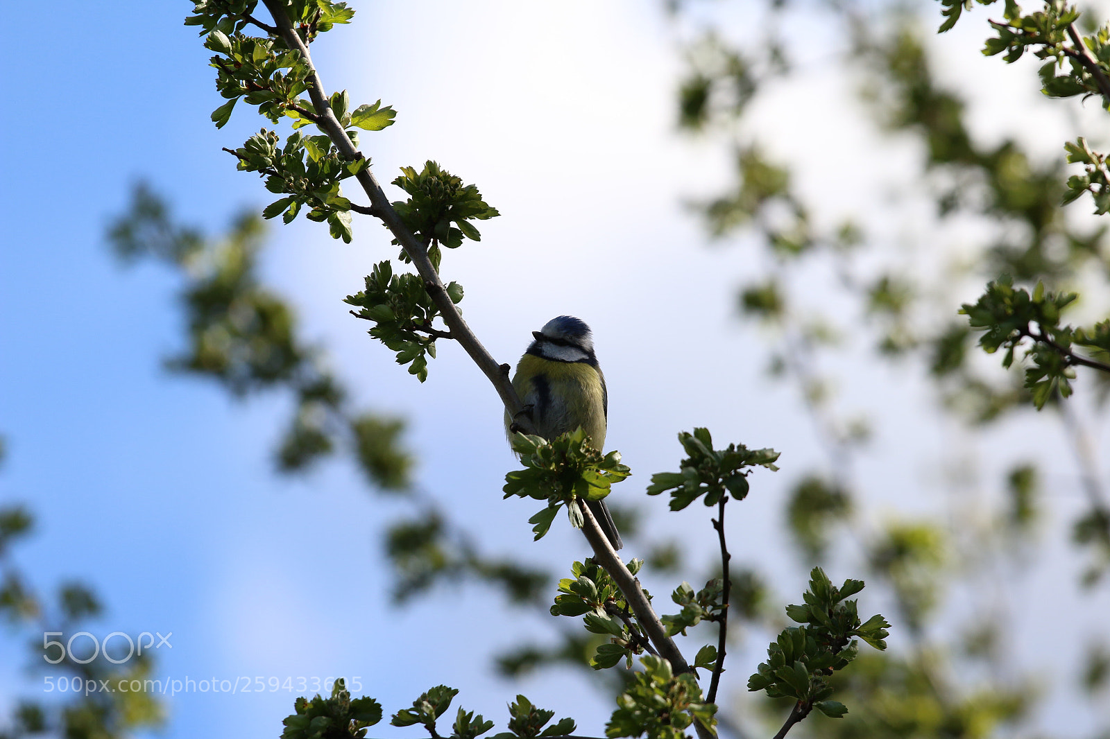 Canon EOS 70D sample photo. Untitled photography