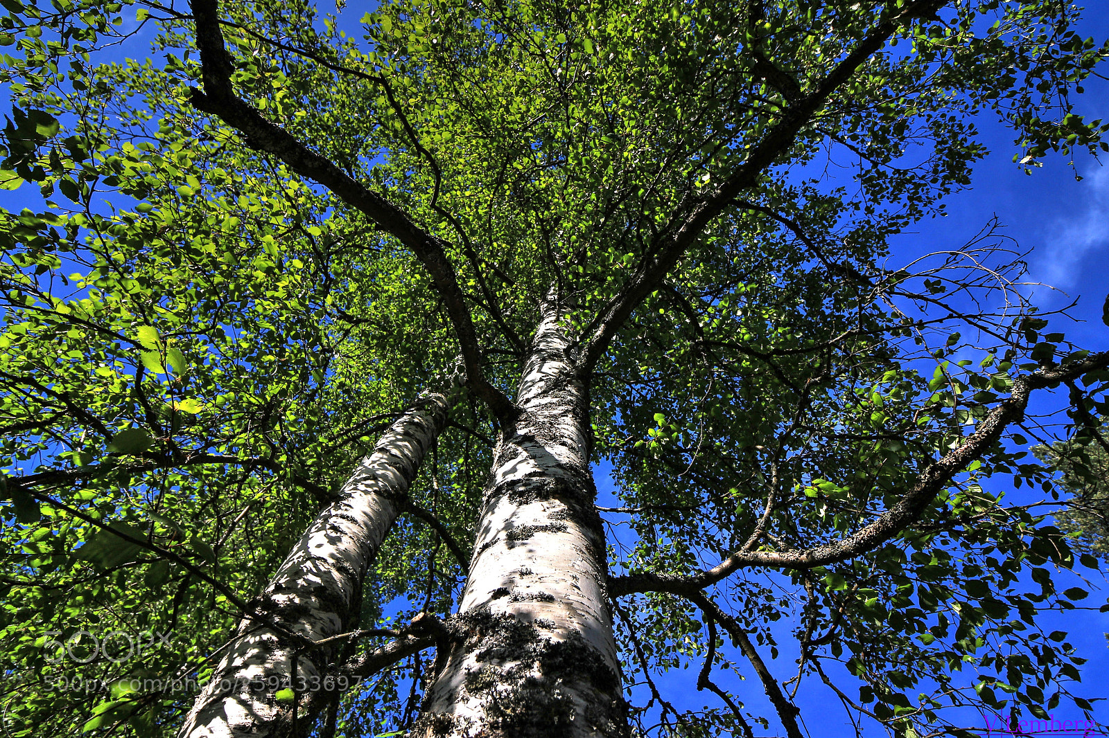 Canon EOS 550D (EOS Rebel T2i / EOS Kiss X4) sample photo. A birch tree photography