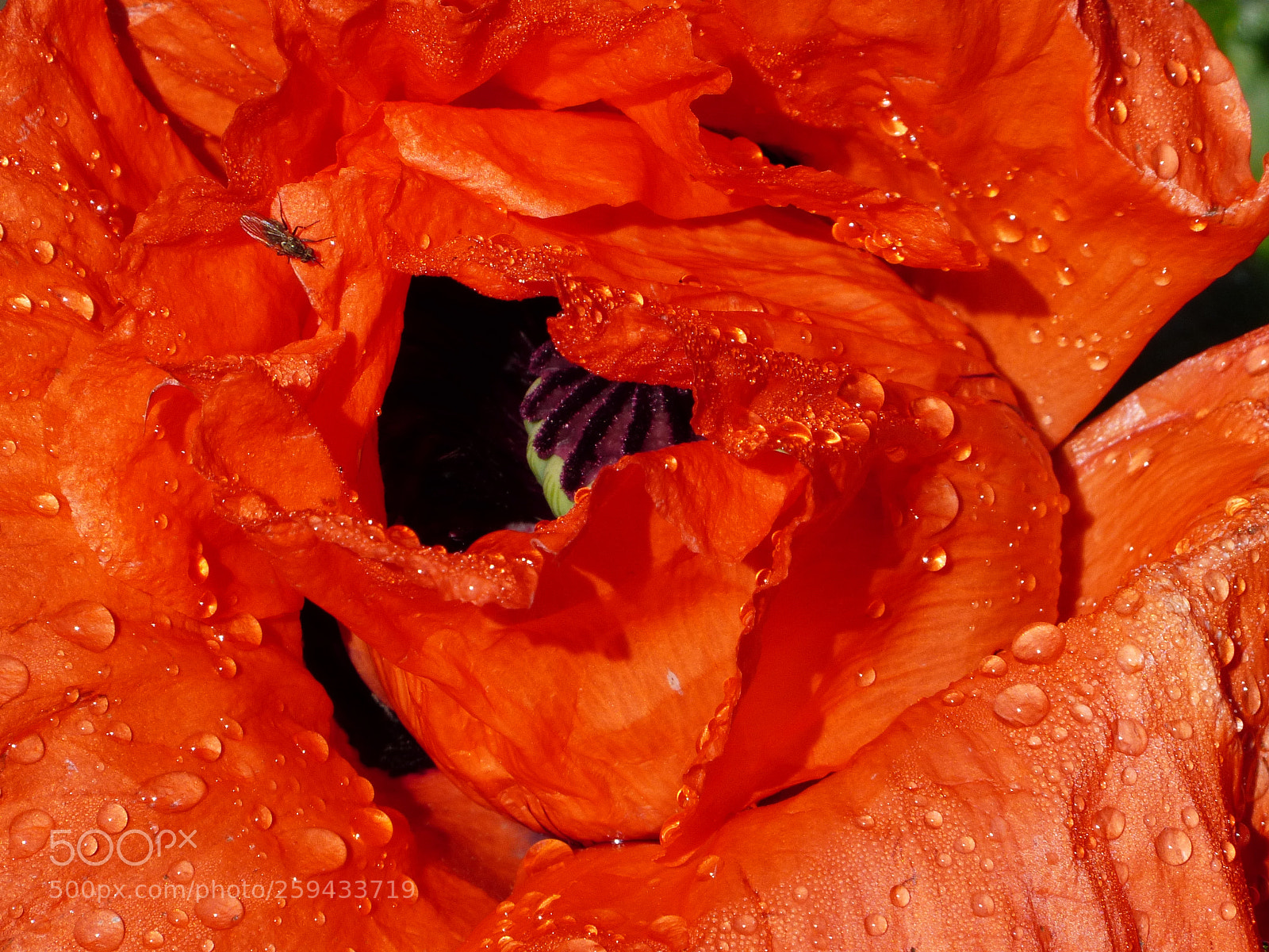 Panasonic Lumix DMC-FZ200 sample photo. Poppy photography
