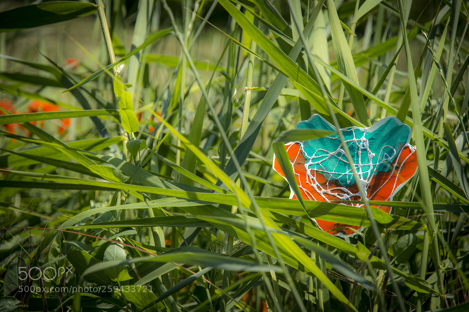 Nikon D7200 sample photo. Butterfly..... photography