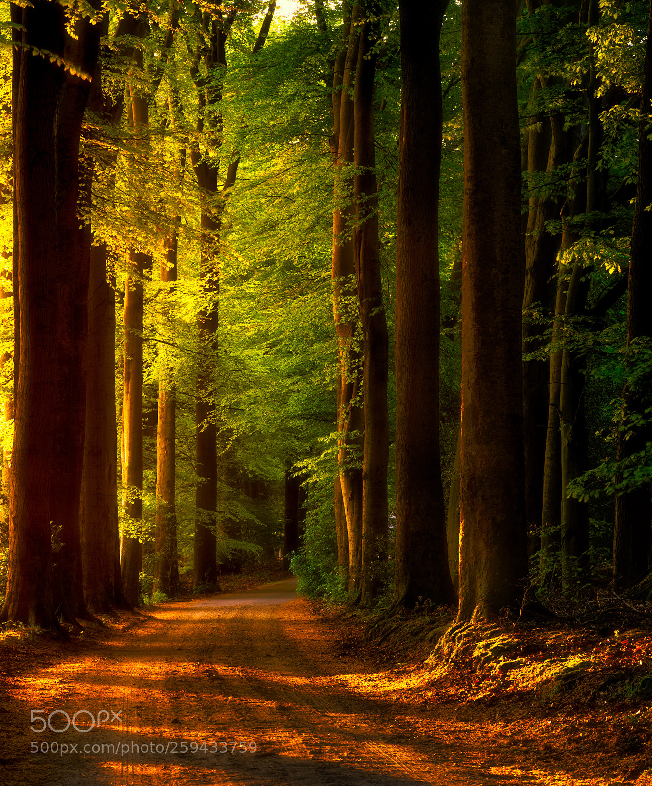 Nikon D750 sample photo. Forest tales photography