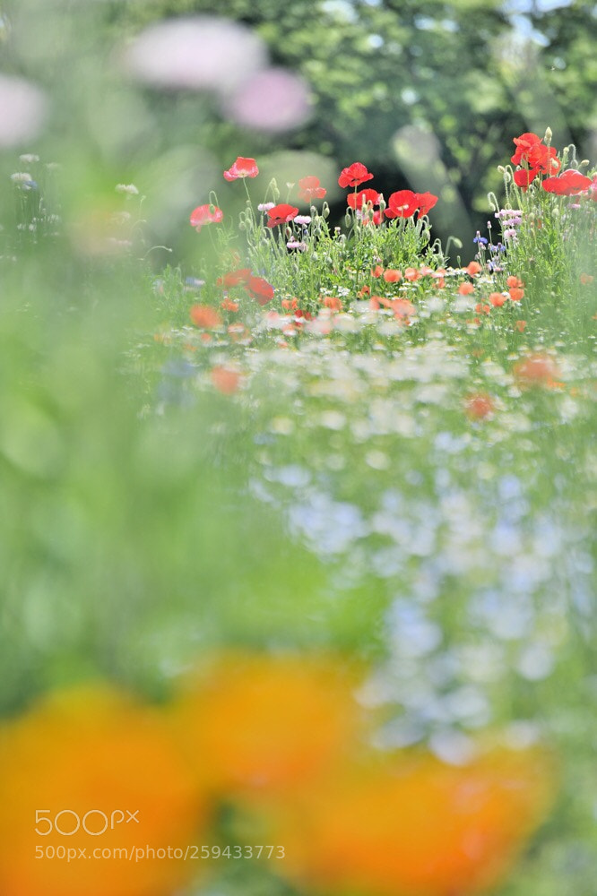 Nikon D850 sample photo. A path of bees photography