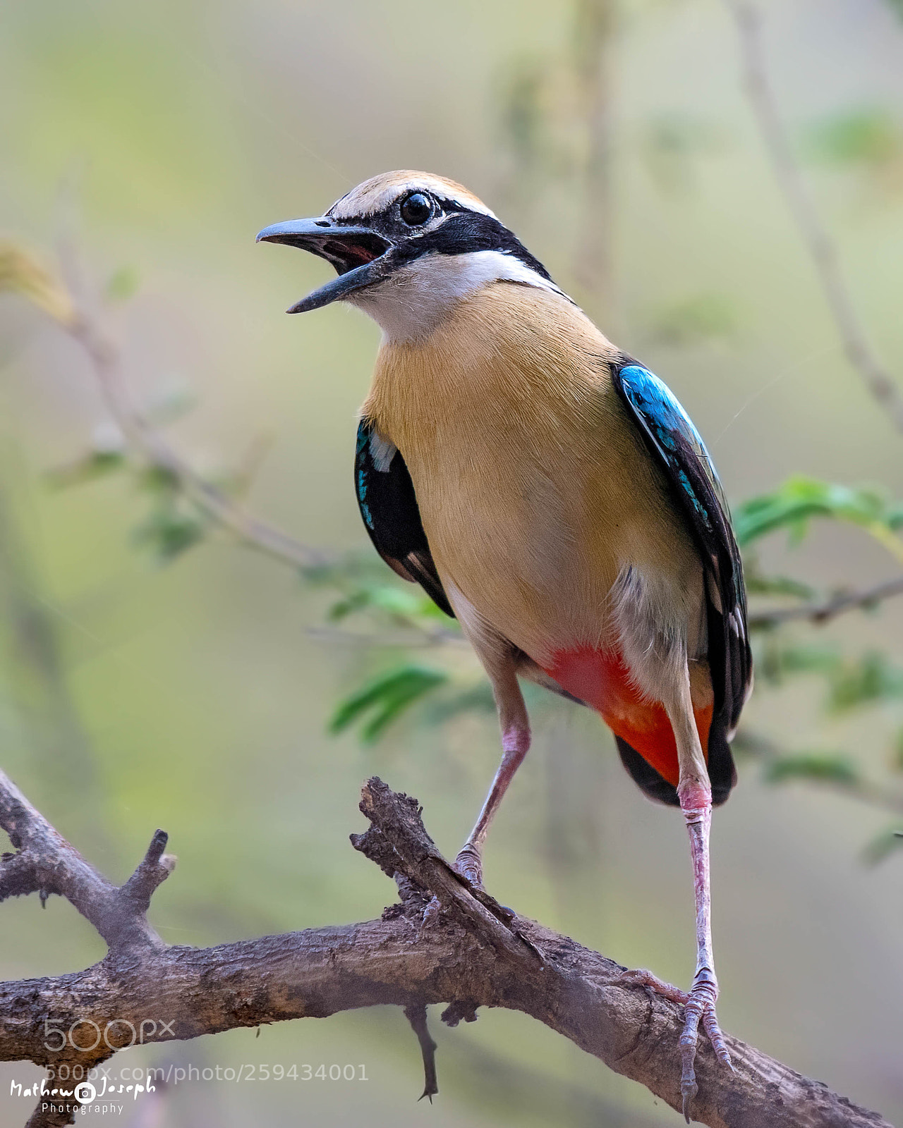 Nikon D500 sample photo. Indian pitta photography