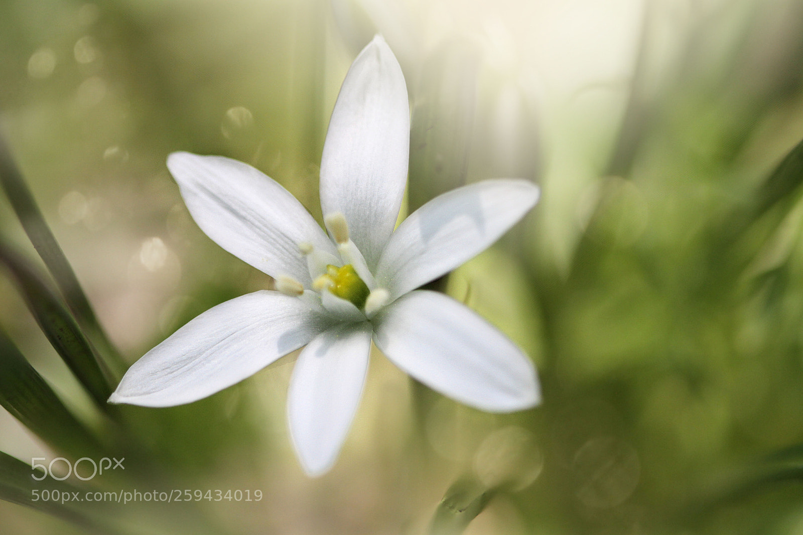 Canon EOS 7D sample photo. Springtime fantasy photography
