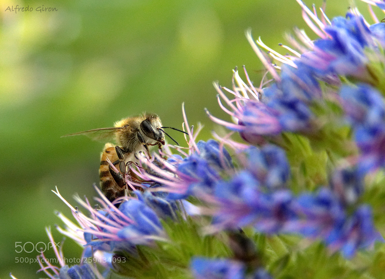 Nikon D500 sample photo. Bee photography