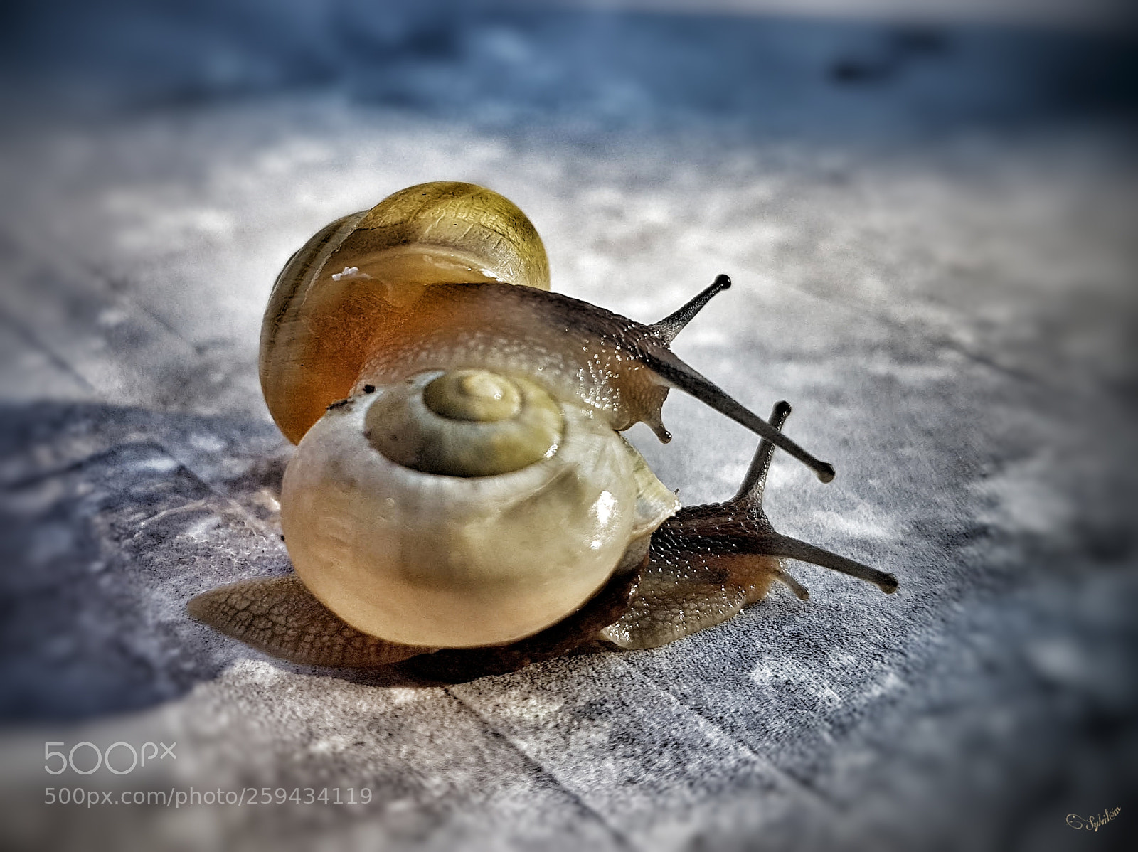 Samsung Galaxy S7 Edge sample photo. Danse des escargots photography