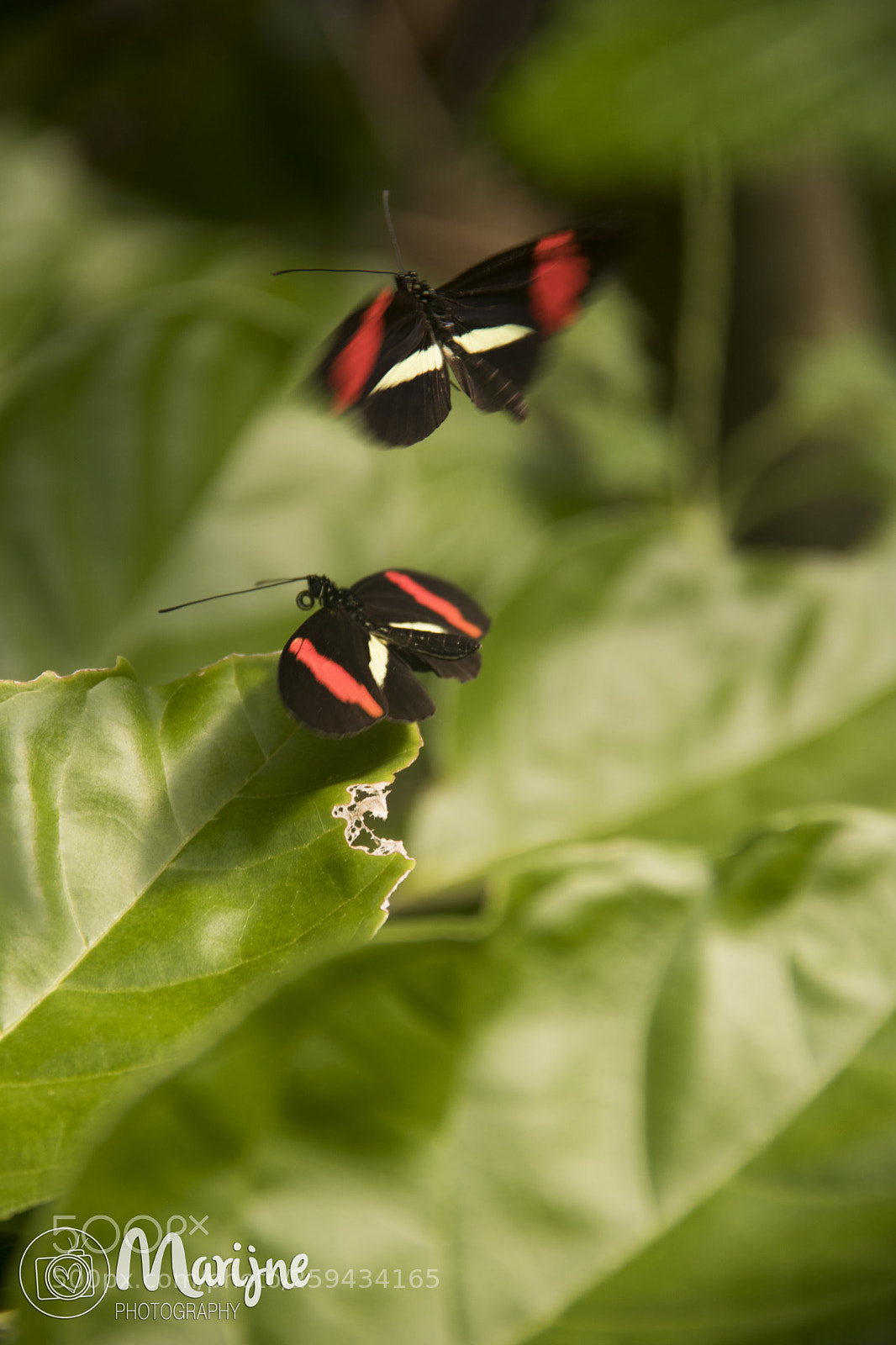 Canon EOS 80D sample photo. Butterfly photography