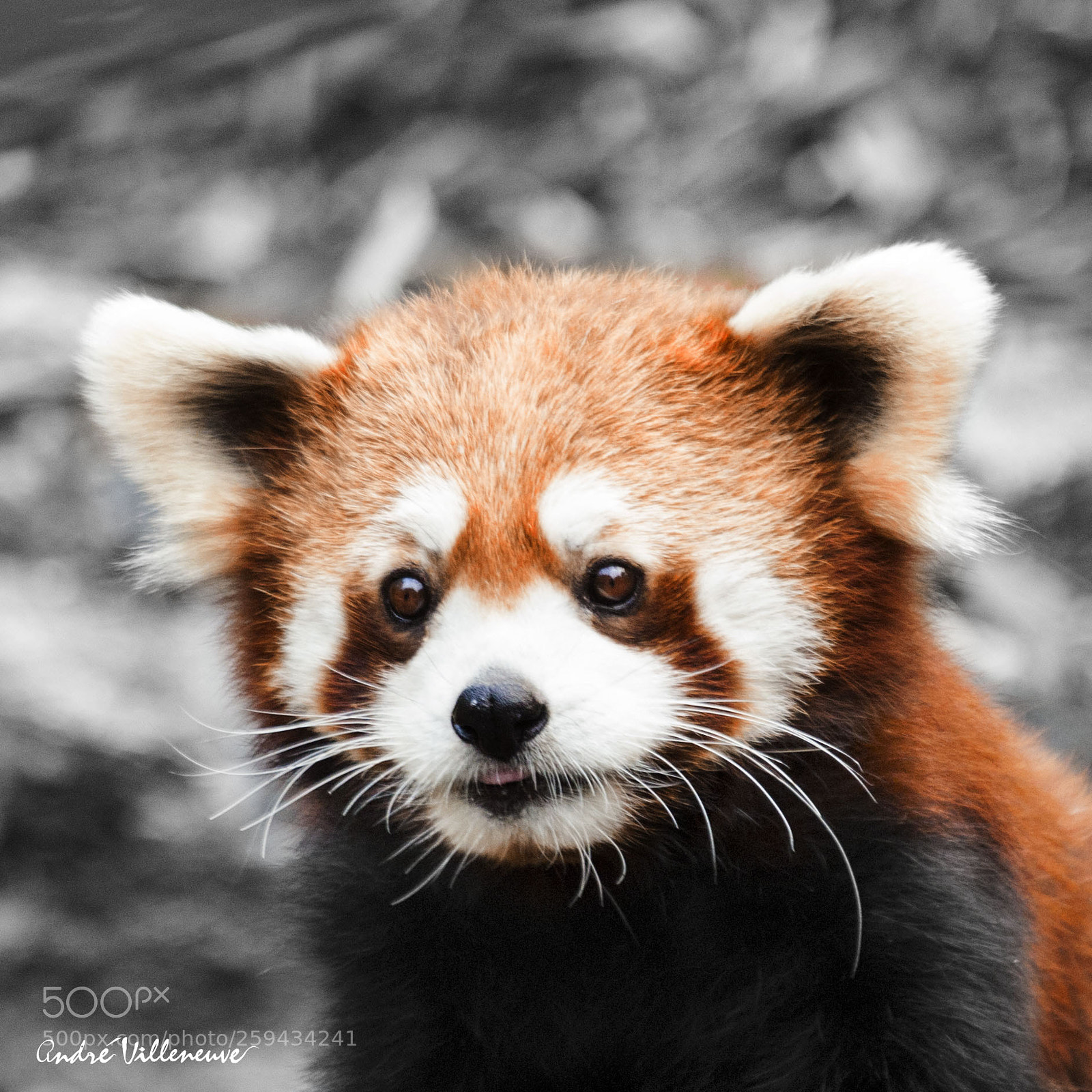 Canon EOS 5D Mark II sample photo. Panda roux photography