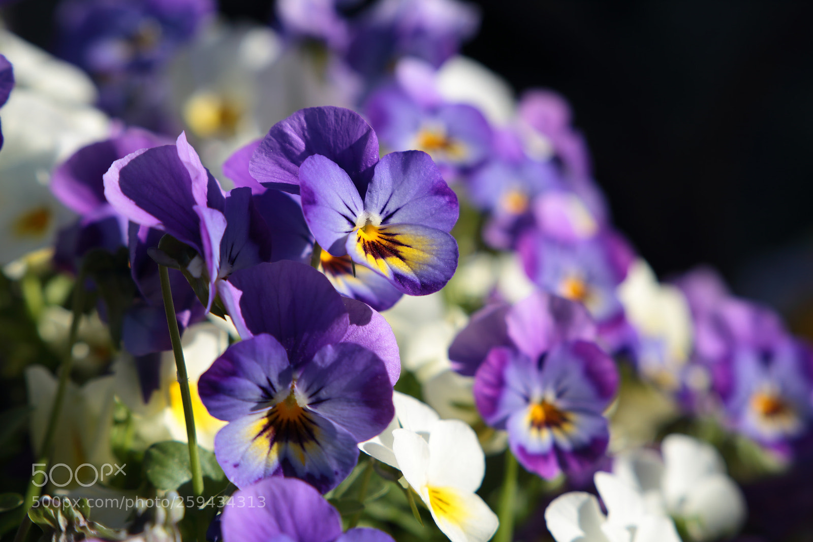 Canon EF 24-105mm F3.5-5.6 IS STM sample photo. Img photography