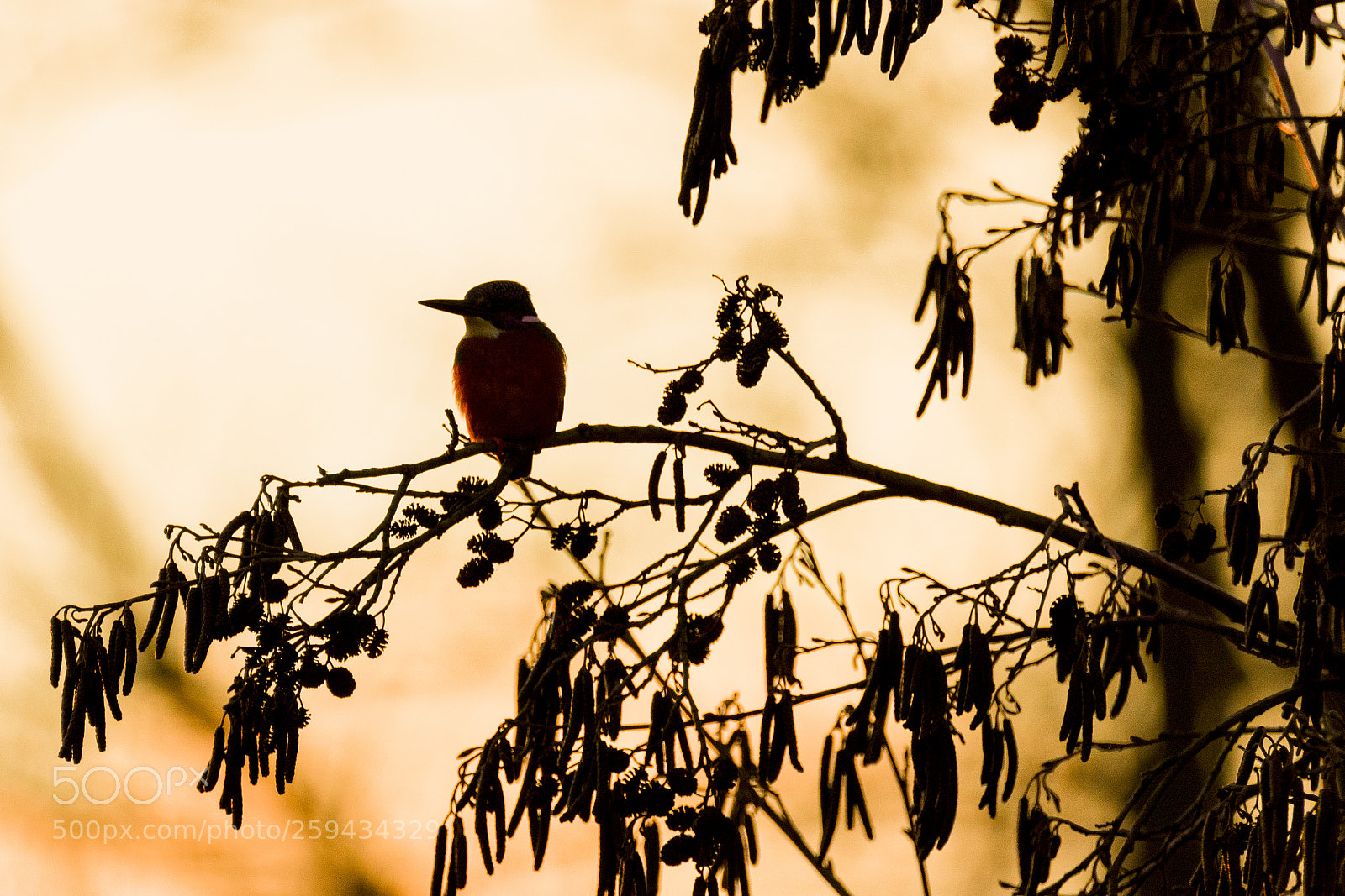 Nikon D7200 sample photo. Who am i ? photography