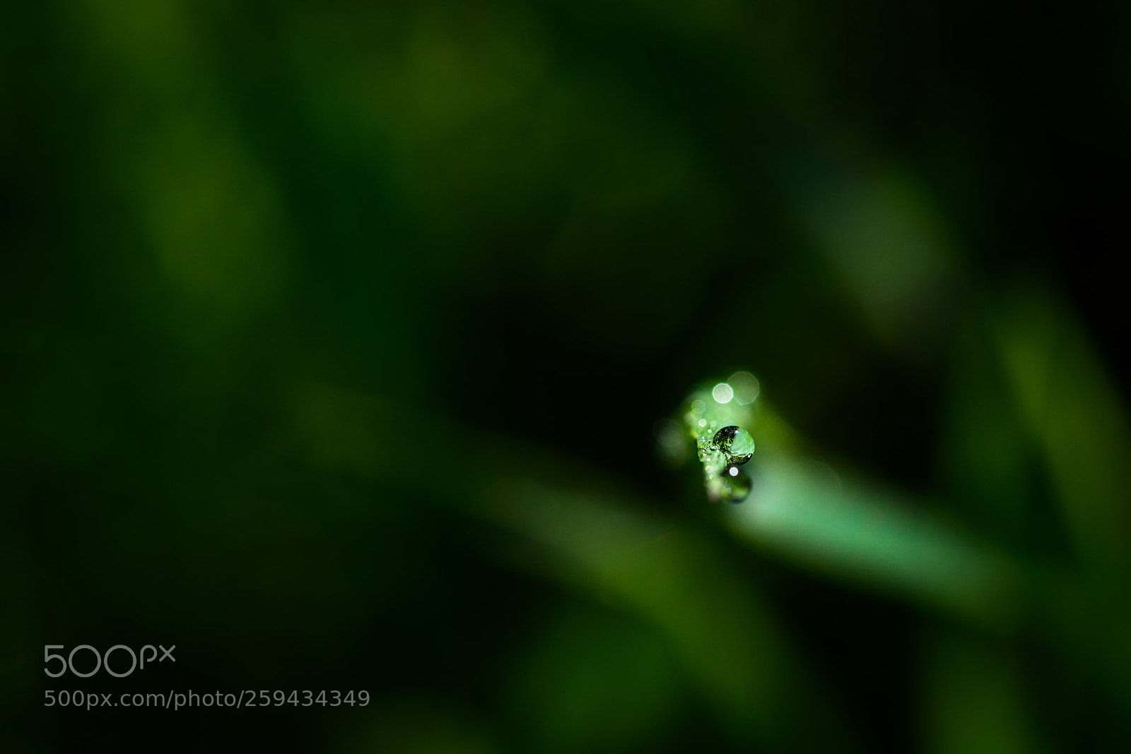Nikon D750 sample photo. Morning dew photography